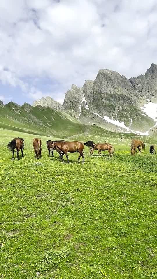 Wild horses, Chaukhi, Kazbegi — shared by Plan Your Trip to Georgia