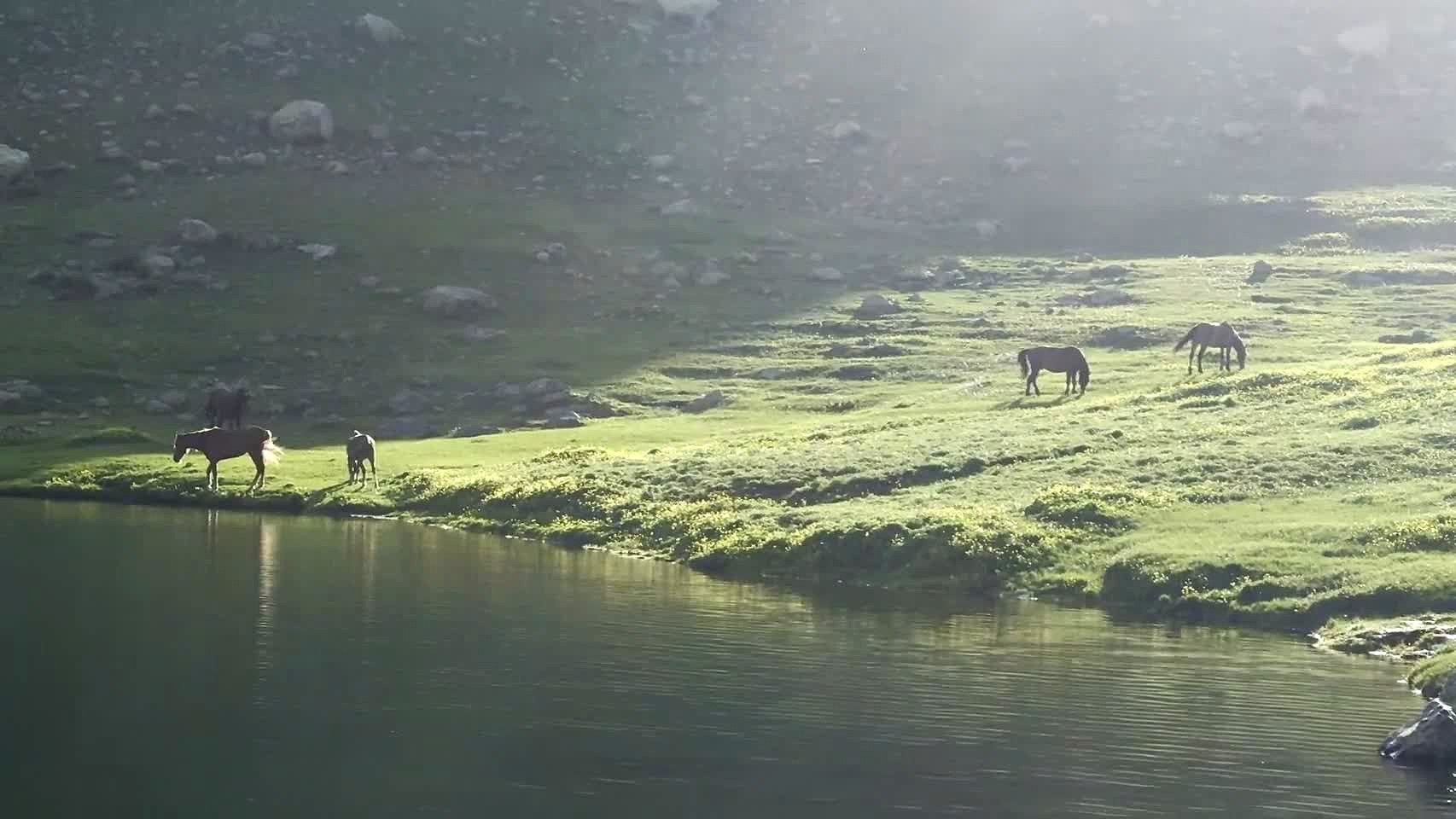 Wild horses at the lake, Chaukhi, Kazbegi — shared by Plan Your Trip to Georgia
